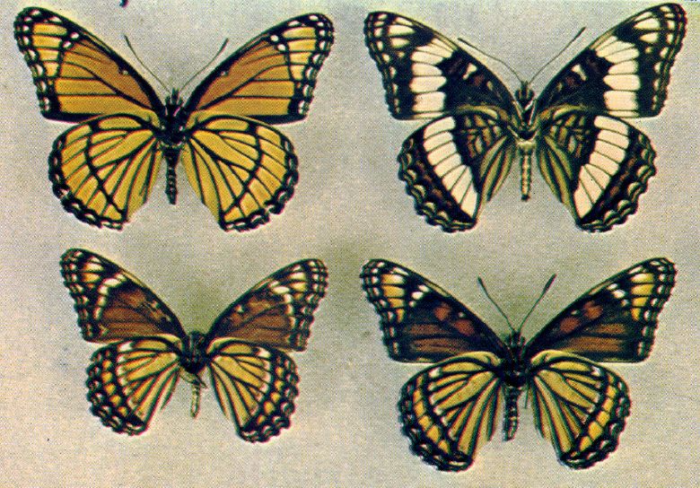 Limenitis arthemis (aberrant hybrid with weidemeyeri, collection, verso) (Internet Image property of respective owner, non-commercial use only)